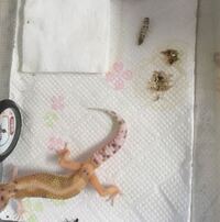 ヒョウモントカゲモドキ クリプトの疑いについて 閲覧ありがとう Yahoo 知恵袋