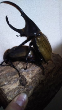 カブト虫兄弟での交配はやめたほうがいいですよね 昨年ペアのカブト Yahoo 知恵袋