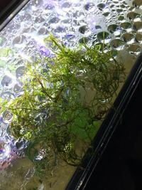 水草についたコケというかも藻ってどうとったらいいんですか 水草というか ウ Yahoo 知恵袋