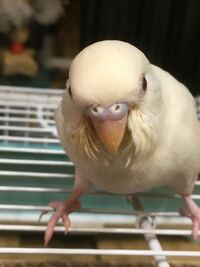生後1ヶ月半ほどのセキセイインコのアルビノなんですが この子の性別分かります Yahoo 知恵袋