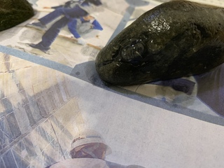 ミナミヌマエビの水槽を 掃除していて気付いたのですが 直径5ミリほ Yahoo 知恵袋