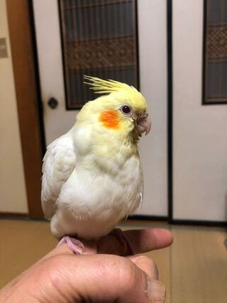 生後4ヶ月のオカメインコルチノーを飼っています 鳴き声が大きくホイヨと鳴いて Yahoo 知恵袋