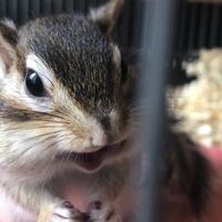 シマリスの赤ちゃんについて 昼間 朝から夜まで仕事をされてる方で１人でシマリス Yahoo 知恵袋