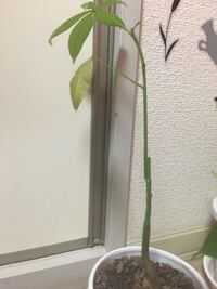 パキラという観葉植物を買ったのですが 最近虫食いのような穴が出 Yahoo 知恵袋