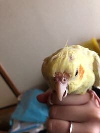 インコ 動物に詳しい方 オカメインコのトサカを切っちゃったら動物虐待に Yahoo 知恵袋