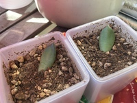 多肉植物は 葉挿しで増やす場合 成長速度はどの程度なのでしょ Yahoo 知恵袋