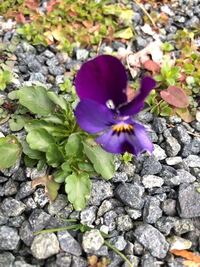 ビオラの花びらが虫にかじられたようになりました 毎年 今頃 このように Yahoo 知恵袋