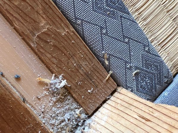 ウチの猫が布団をひっかいて困っています。今まではベットのある寝室に 