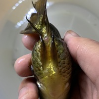 らんちゅうの病気卵詰まり 金魚飼育の初心者です 60cmの水槽 Yahoo 知恵袋