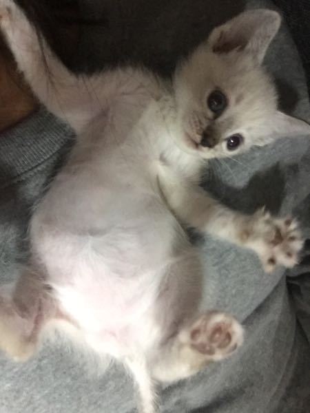 猫の腹水と脂肪の見分け方はありますか？避妊済みメス八ヶ月の子猫が 