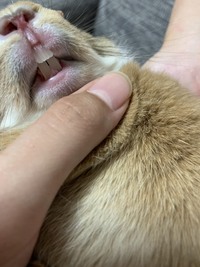 ウサギを飼ってるんですが これは歯が伸びすぎですか 爪切りしてる時 Yahoo 知恵袋