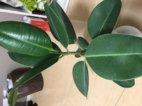 この植物は何ですか 葉っぱをちぎると白い液体が出てきました Yahoo 知恵袋