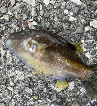 ベラって魚は不味いんですか 昼間釣りに行くとフグとかベラばっかり釣れ Yahoo 知恵袋