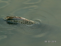 埼玉県越谷市の古利根川や元荒川 江戸川の魚は食べれますか Yahoo 知恵袋