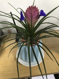 ベトナムで花を買いました この植物の名前をご存知の方いらっっしゃいますか Yahoo 知恵袋