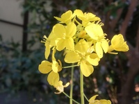 菜の花とからし菜の見分け方は 菜の花も からし菜も摘んで食べた Yahoo 知恵袋