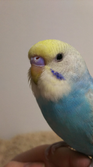 生後二ヶ月のセキセイインコ レインボー 性別はオスorメスどちらに見え Yahoo 知恵袋