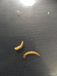 画像左なんて名前の虫の幼虫 ですか ミルワームのパックの中に入 Yahoo 知恵袋