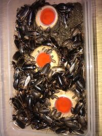 デュビア これ密度高すぎますか ダイ ーのシューズボックスに Yahoo 知恵袋