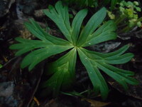 トリカブトについてです トリカブトを栽培している友人がいるのです Yahoo 知恵袋