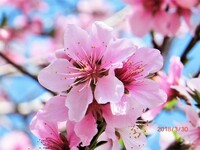 植物 特に 花 について詳しい方 教えてください 桜や梅の花は 5 Yahoo 知恵袋