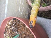 プルメリアが越冬の最中 上の方の幹がブヨブヨになってしまいました Yahoo 知恵袋