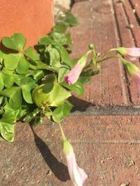 エンドウの花は合弁花ですか 離弁花ですか 合弁花だと思って Yahoo 知恵袋