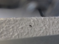 ポインセチアに5mmくらいの黒い羽虫が発生して困っています 何か除虫のよい方法 Yahoo 知恵袋