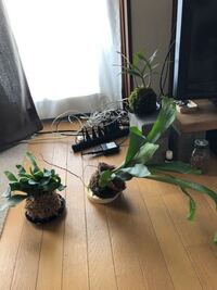 コウモリランについて 友人宅で大きく育ったコウモリランを見て育 Yahoo 知恵袋