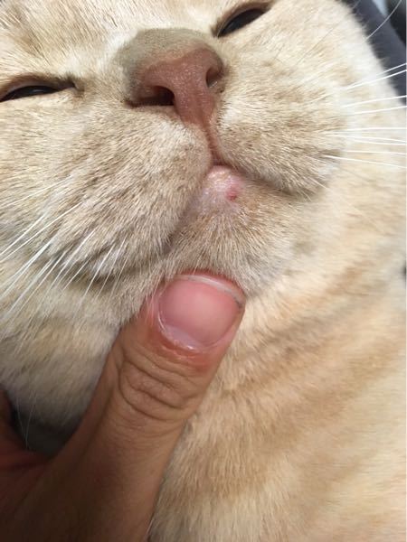 うちの猫の顎に写真に写っているピンクのニキビのようなものができまし 