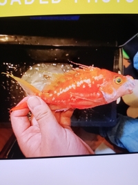 アマダイ ってウロコ取らなくていい お魚なんですか そのまま焼いて食べてい Yahoo 知恵袋