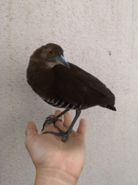 この鳥の名前は何でしょうか 西表島です道路でうずくまって動か Yahoo 知恵袋