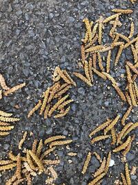 この毛虫みたいな木の実はなんでしょうか イヌシデなどのカバノキ科の雄花 Yahoo 知恵袋