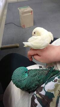 インコ臭中毒の方 いませんか 私はインコの背中に鼻を埋めて思いっきり息 Yahoo 知恵袋