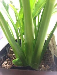 ダイソーの12号鉢って 鉢底の周りの窪んだ部分に穴が空いていませ Yahoo 知恵袋