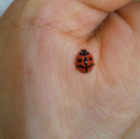 英語のladybug てんとうむし にはなぜ Lady がつく てんと Yahoo 知恵袋