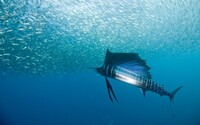 カジキマグロは海の中で主に何を食べているのでしょうか 肉食ですか それと天敵 Yahoo 知恵袋