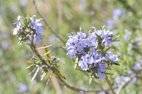 名前がないを英語にしていただきたいです 名無しの権兵衛は 名前か明らかに Yahoo 知恵袋