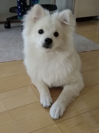 ポメラニアンって毛が抜けるんですか また 毛が抜けない犬って代表的に何 Yahoo 知恵袋