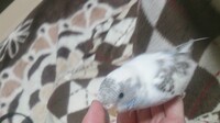 インコが食べたいくらい可愛いくて死にそうです 笑皆さんのイン Yahoo 知恵袋