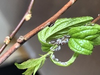 苔玉から出てきた小さな黒い虫について今日苔玉をつくっていたら数匹 Yahoo 知恵袋