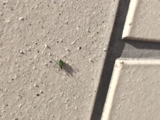 最も欲しかった 緑 小さい虫 緑 小さい虫 大量発生