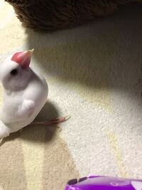 文鳥の下嘴が伸び過ぎてるんですが病気でしょうか 文鳥によってくちばしの Yahoo 知恵袋