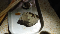 沖縄で見つけたこの貝はなんという貝か わかるかた教えて下さい アッキガ Yahoo 知恵袋