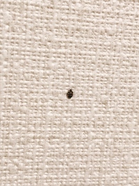 虫注意 春になってきた辺りからこの小さい虫さんが部屋によく出るよう Yahoo 知恵袋