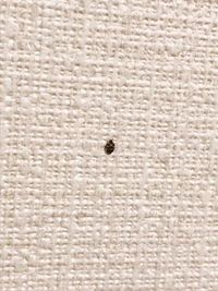 虫注意 春になってきた辺りからこの小さい虫さんが部屋によく出るよう Yahoo 知恵袋
