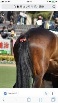 馬の尻尾の毛の長さは何ｍくらいあるのですか 大体70セ Yahoo 知恵袋