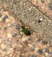 家の周りに緑の体に黒い脚の虫が大量発生しています 教えて 住まいの先生 Yahoo 不動産