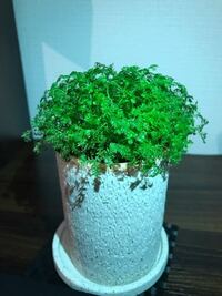 赤ダニ 赤い虫 を駆除する霧吹き タイルやブロックにふきかける用 を Yahoo 知恵袋