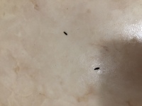 無印のラタン収納バスケットから 虫の発生した方おられますか 天然素 Yahoo 知恵袋